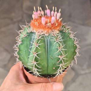 Melocactus matanzanus