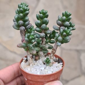 Sedum furfuraceum