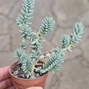 Sedum booleanum
