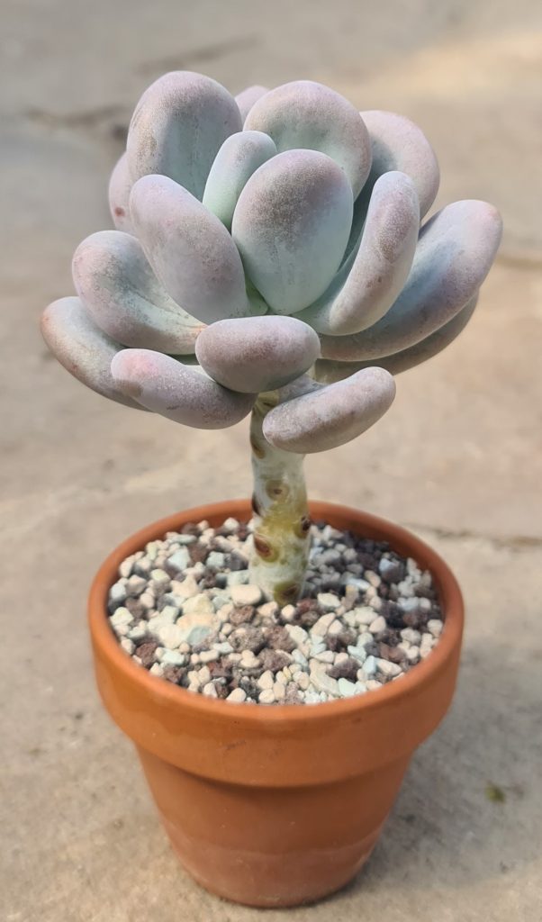 Pachyphytum bracteosum