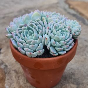 Echeveria halbingeri v. sánchez-mejoradae