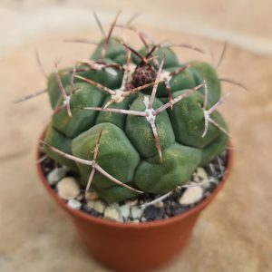 Thelocactus hexadrophorus