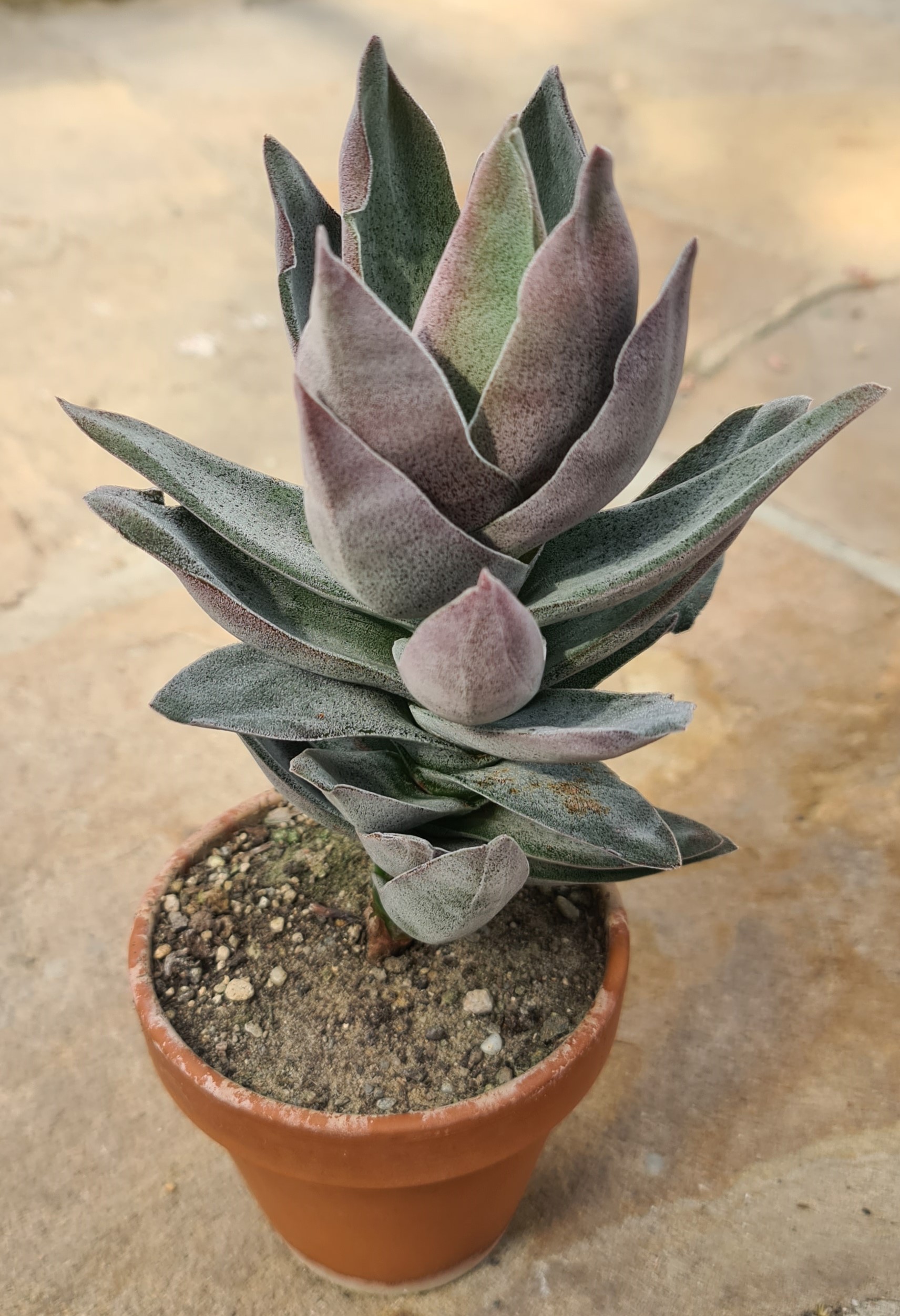 Крассула garnet lotus