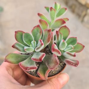 Echeveria pulvinata hybride