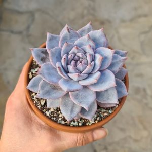 Echeveria colorata f. brandtii