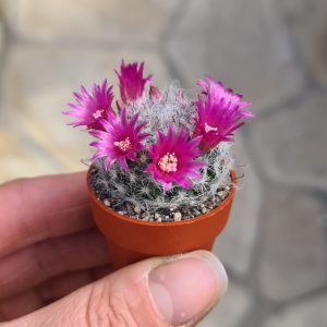 Mammillaria bocasana