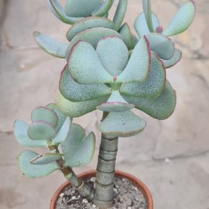 Crassula arborescens