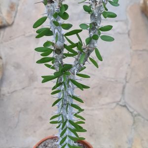 Alluaudia procera
