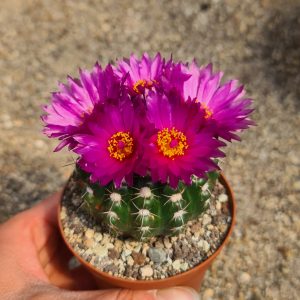 Notocactus uebelmannianus