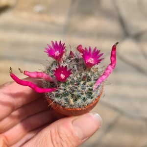 Mammillaria bocasana