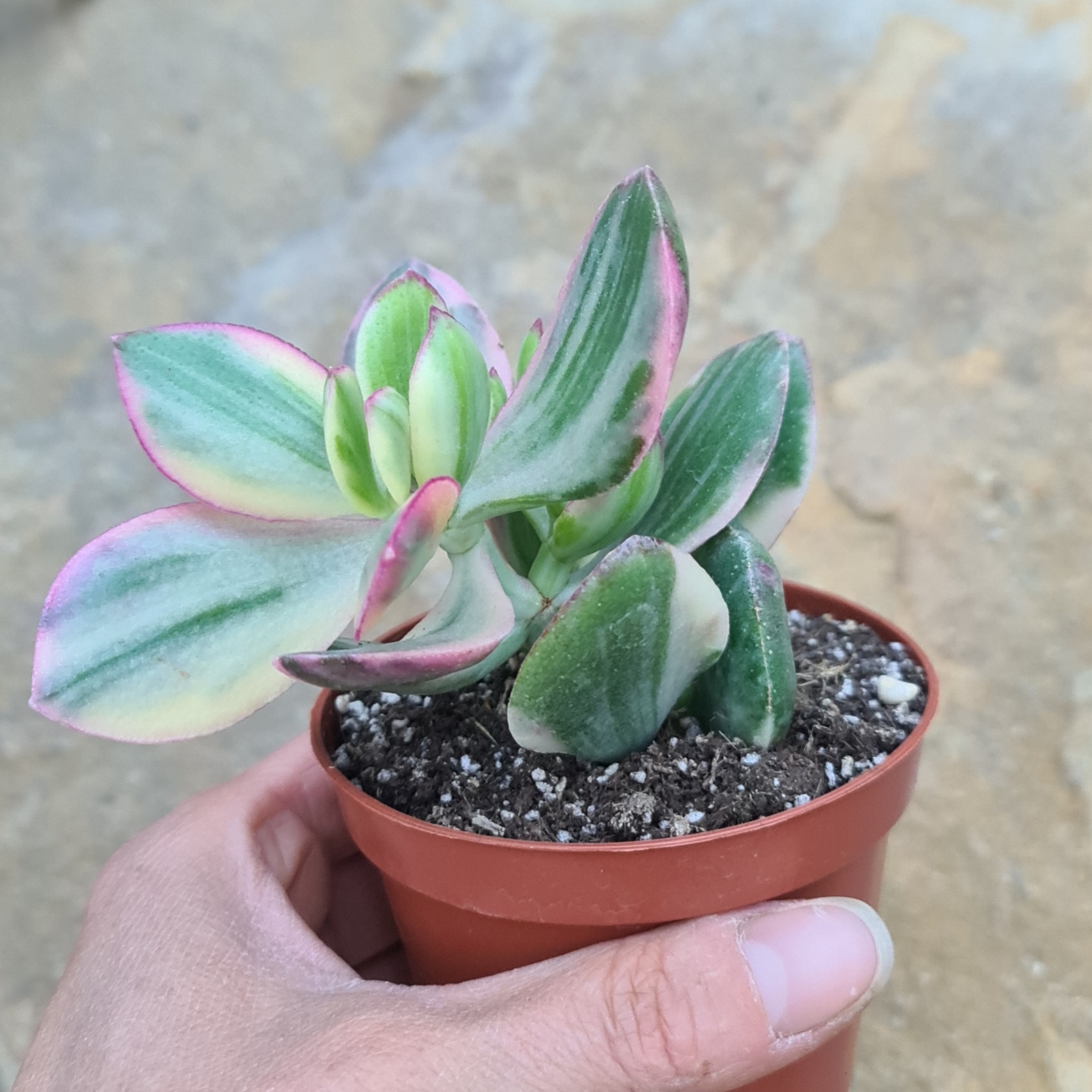 Crassula ovata variegata