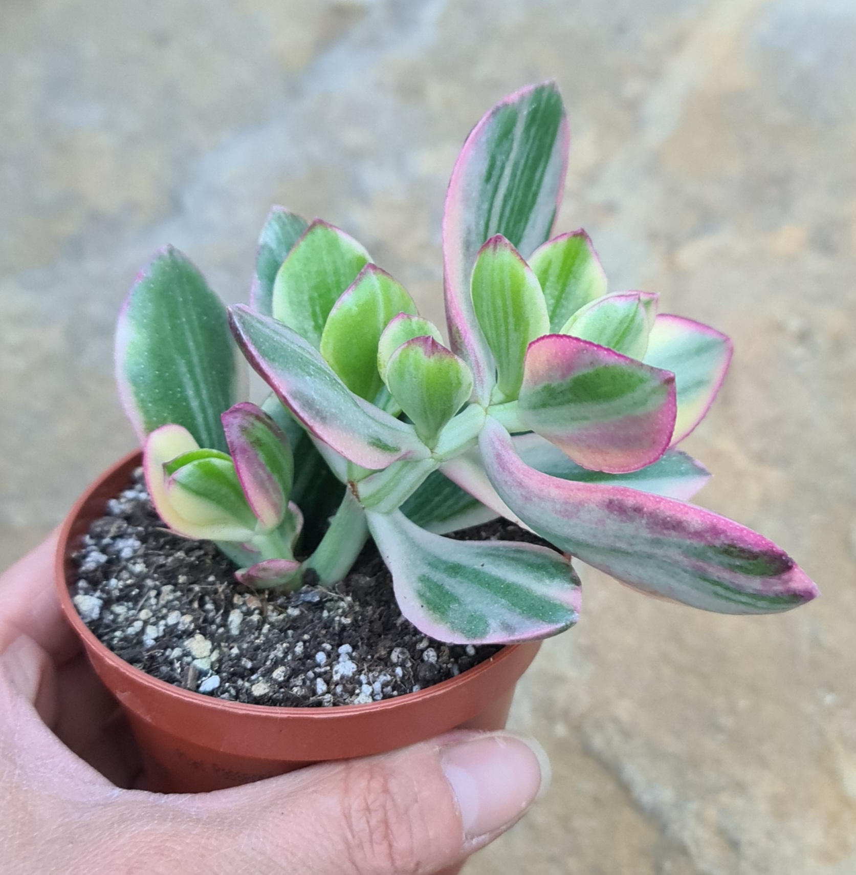 Crassula ovata variegata