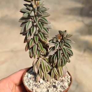 Peperomia wolfgang-krahnii
