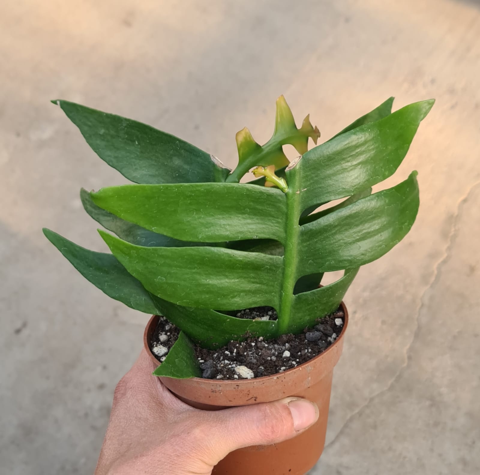 Marniera chrysocardium (Selenicereus) bewurzelt