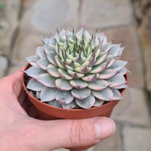 Echeveria spec. variegata