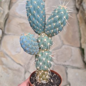 Miqueliopuntia miquelii