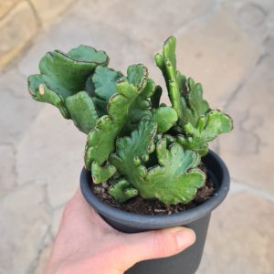 Euphorbia alluaudii cristata