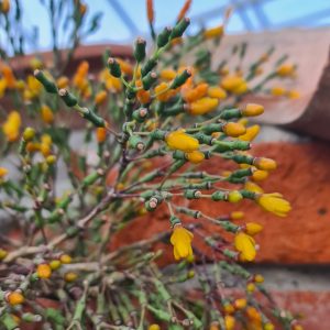 Hatiora salicornioides
