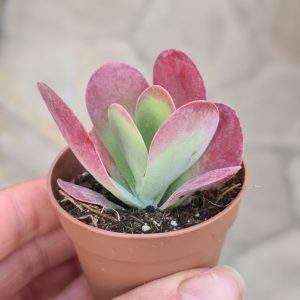 Kalanchoe thyrsiflora