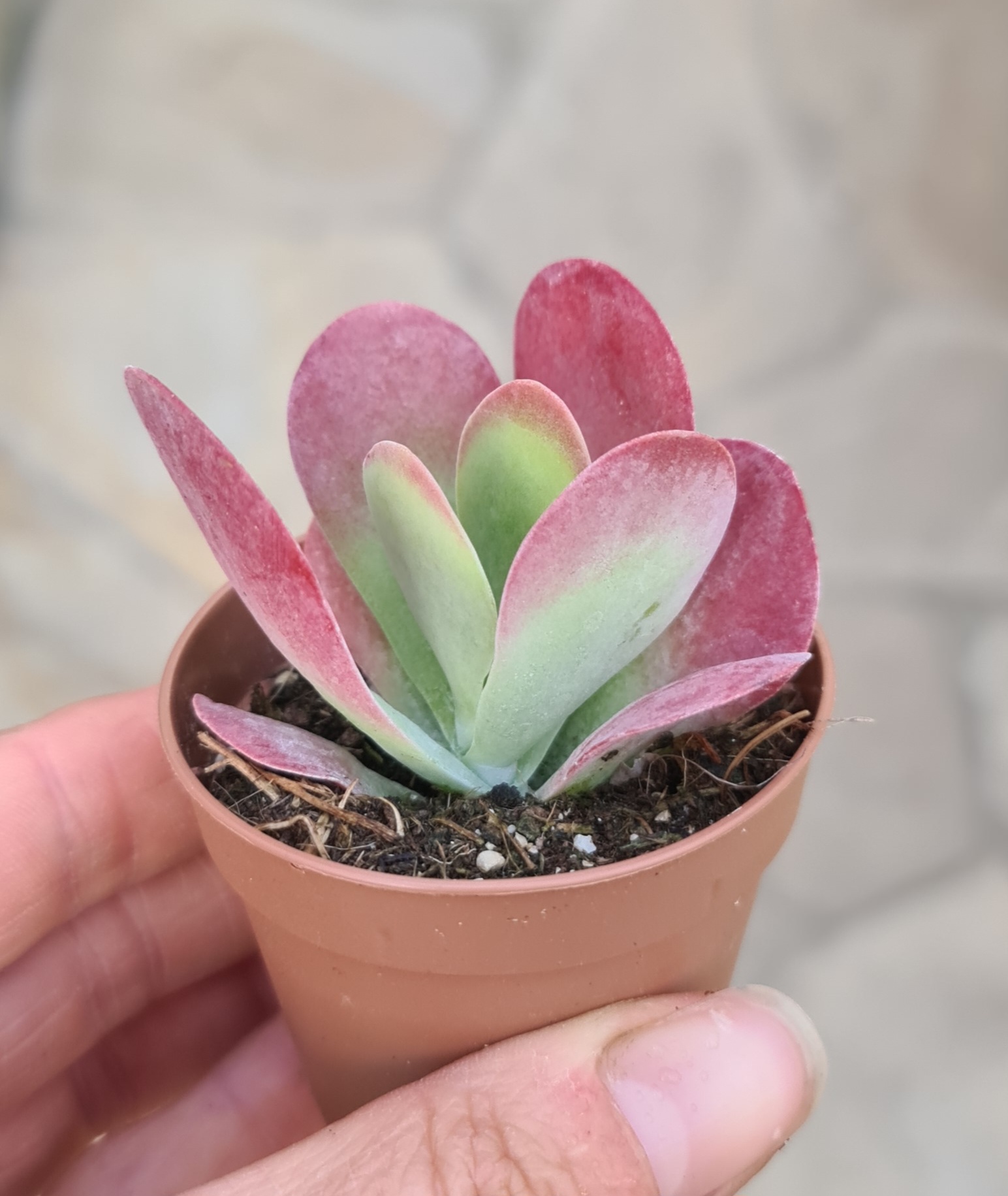 Kalanchoe thyrsiflora