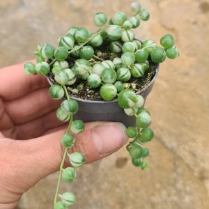 Senecio rowleyanus variegata