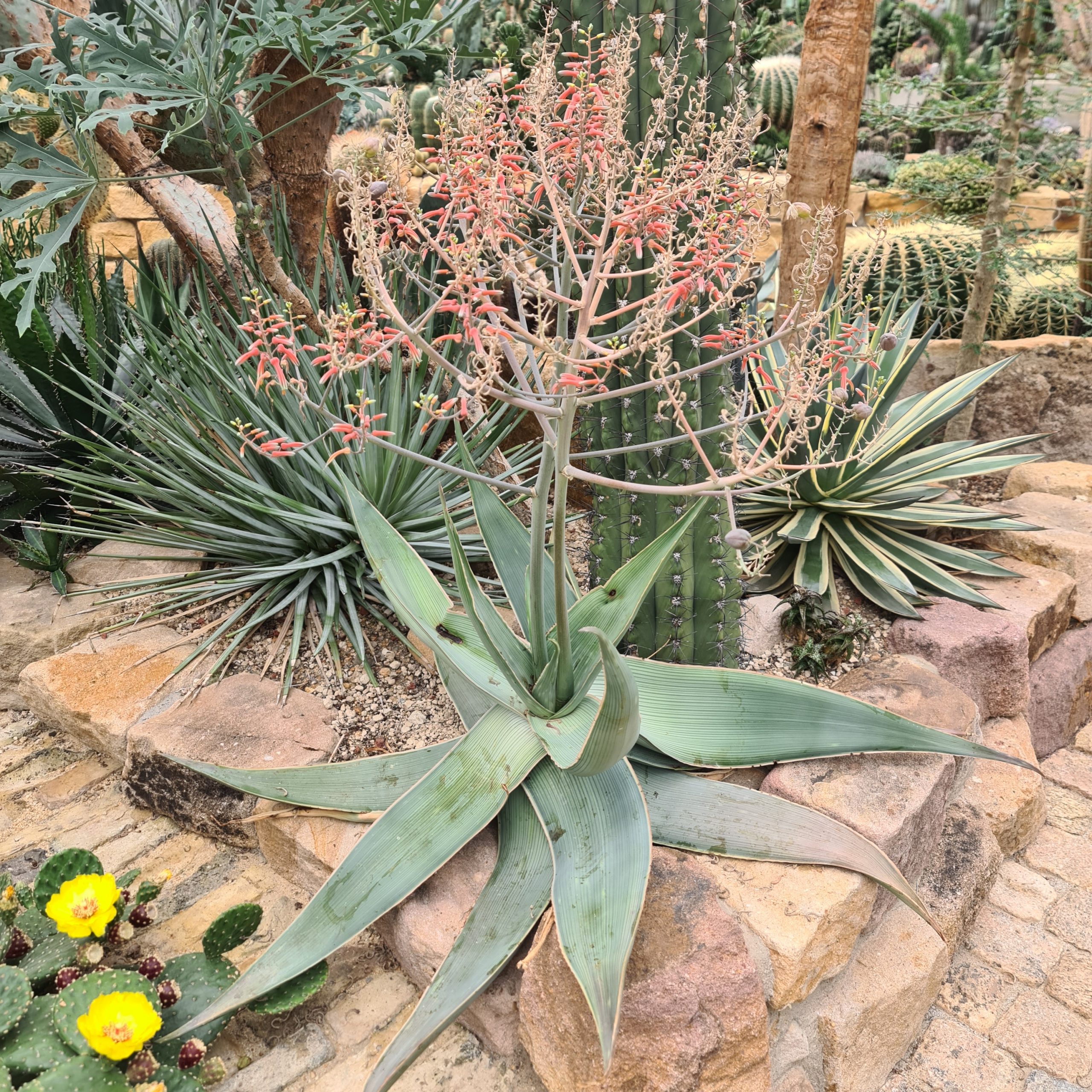 Aloe striata ssp. karasbergensis