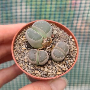 Lithops olivacea