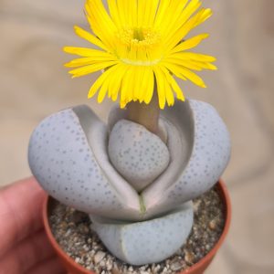 Dinteranthus wilmotianus