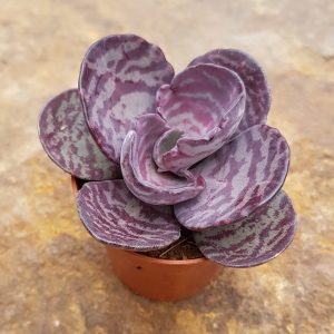 Kalanchoe humilis  'Rebhuhn-Kalanchoe'