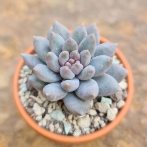 Echeveria ´Estrela´