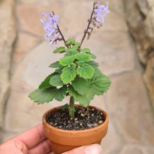 Plectranthus ernstii