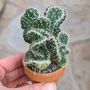 Cylindroopuntia cylindrica cristata
