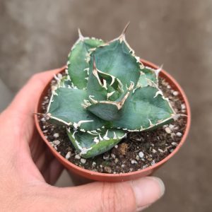 Agave titanota