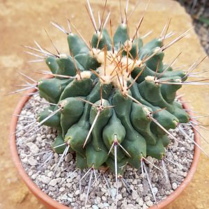 Thelocactus nidulans