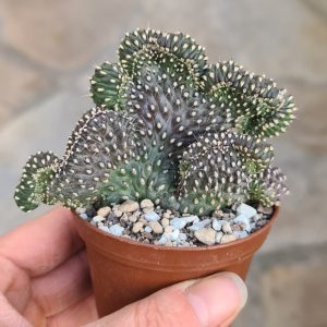 Cylindroopuntia fulgida var. mamillata cristata