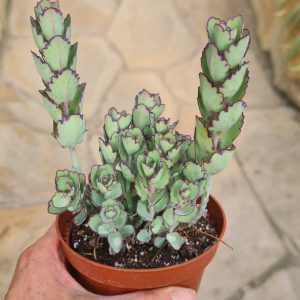 Kalanchoe laxiflora
