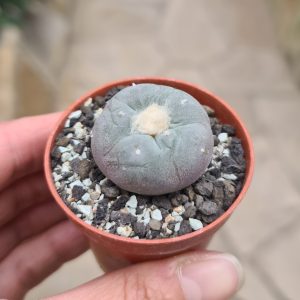 Lophophora fricii 'Büschelträger; Schnapskopf; Peyotl'