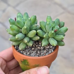 Pachyphytum compactum