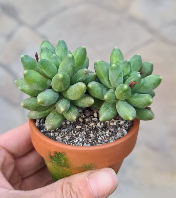 Pachyphytum compactum