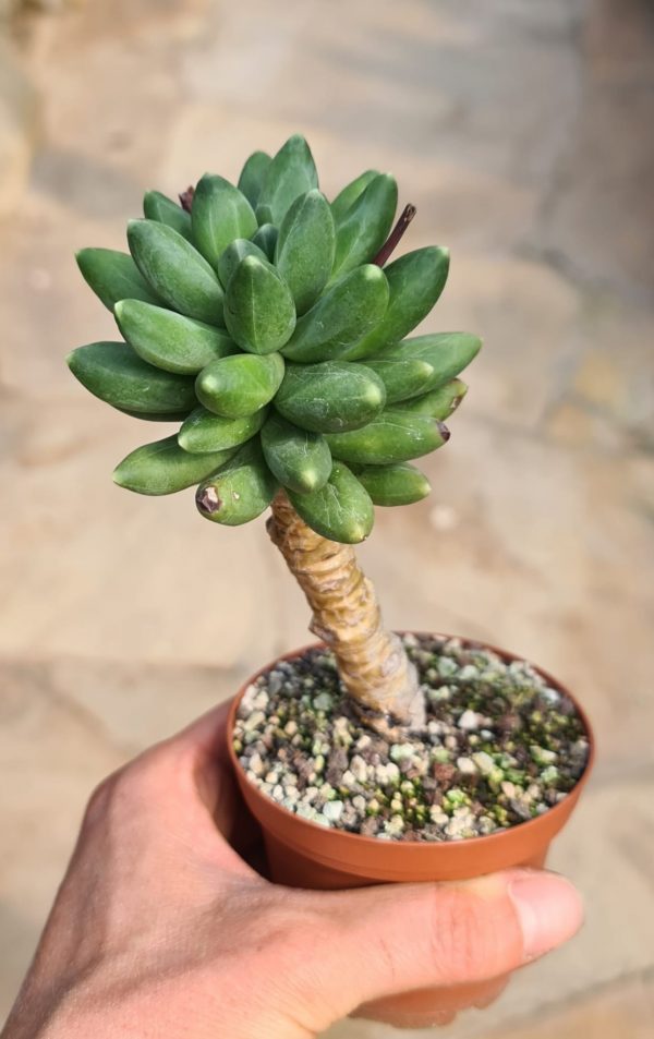 Pachyphytum compactum