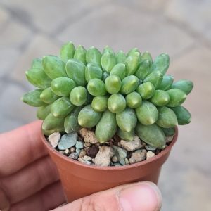 Pachyphytum compactum cristata