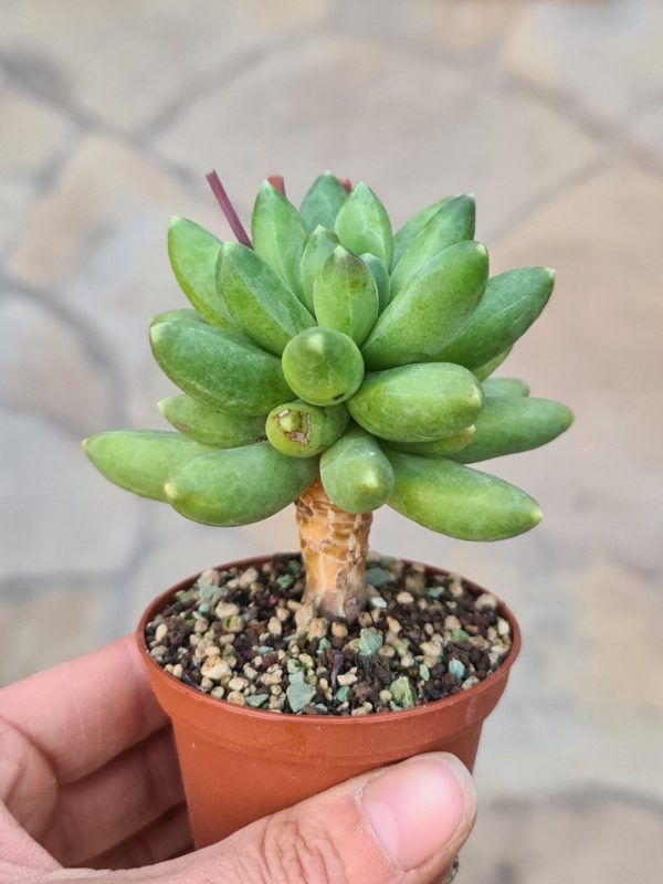 Pachyphytum compactum
