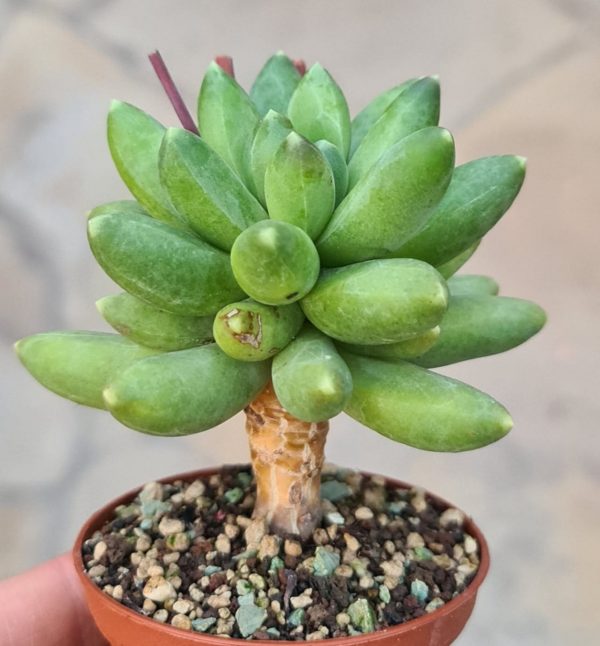 Pachyphytum compactum
