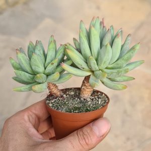 Pachyphytum glauca