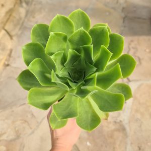 Aeonium webbii