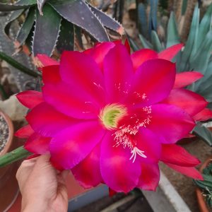 Heliocereus speciosus Steckling (rote Königin der Nacht)