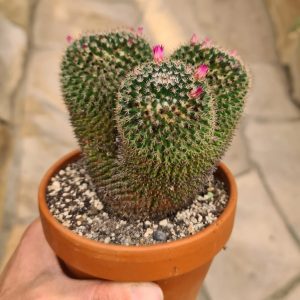 Mammillaria sempervivi