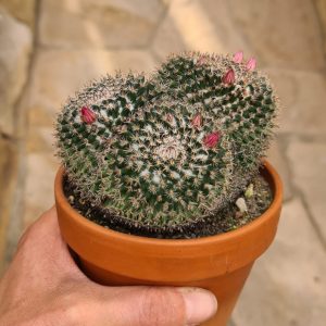 Mammillaria sempervivi