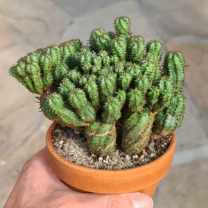 Euphorbia submammillaris multiprolifera