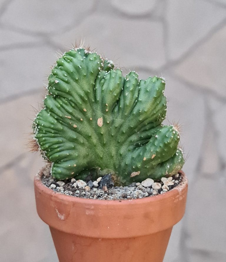 Cereus peruvianus monstruosus cv. nudum